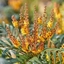 Picture of Mahonia Volcano ('MYOY') (PBR)