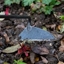 Picture of DeWit Dutch hand hoe with ash grip