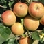 Picture of apple Cox's Orrange Pippin