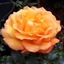 Picture of Rosa Precious Amber ('Noa 75800')