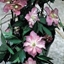 Picture of Clematis montana Sunrise