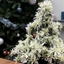 Picture of Azalea Hortinno Magisnow Winter Beauty