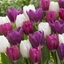 Picture of Berries and cream tulip collection