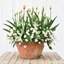 Picture of Bulbs for pots - Peach and white