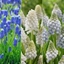 Picture of muscari collection