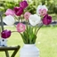 Picture of Spring fresh tulip collection