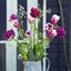 Picture of Regal tulip collection