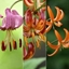 Picture of Lilium Turks cap lily collection