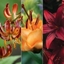 Picture of Lilium Fiery lily collection