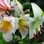 Picture of Lilium Top white lily collection