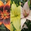 Picture of Lilium Pollen free lily collection