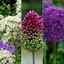 Picture of Stunning Allium collection