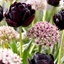 Picture of Tulip Black Hero and Allium Silver Spring