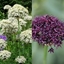 Picture of Chelsea Jewelled Allium collection