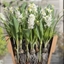 Picture of Bulbs for pots - Cool whites