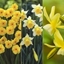 Picture of Award winning scented miniature daffodils