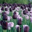 Picture of Tulipa Shirley & Tulipa Queen of Night