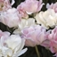 Picture of Tulipa Mount Tacoma & Tulipa Angelique