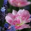 Picture of Tulipa Peach Blossom & Muscari latifolium