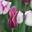 Picture of Tulipa Maytime & Tulipa Shirley