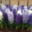 Picture of Cool shades garden hyacinth collection