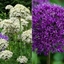 Picture of Allium collection