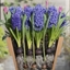 Picture of Bulbs for pots - Blues and pinks