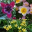 Picture of Award winning vibrant species tulip collection