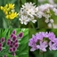 Picture of 200 alliums