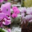 Picture of Award winning hardy cyclamen collection