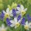 Picture of Award winning spring breeze bulb combination