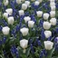 Picture of Tulip Calgary & Muscari armeniacum collection