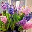 Picture of Pastel shades garden hyacinth collection