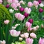Picture of Raspberry and plum tulip collection