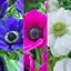 Picture of Anemone collection