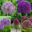 Picture of Shades of purple - Allium collection
