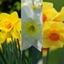 Picture of Tall and elegant daffodils