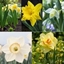 Picture of Award winning old favourite daffodil collection