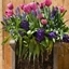 Picture of Bulbs for pots - Rich blues
