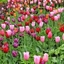 Picture of Award winning technicolour tulip collection