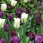 Picture of Ebony and ivory tulip collection
