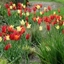 Picture of Oranges and lemons lily tulip collection