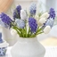 Picture of Marvellous muscari grape hyacinth collection