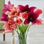 Picture of Radicchio tulip collection