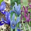 Picture of reticulata iris collection