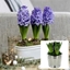 Picture of Scented blue hyacinths in a round silver ceramic bowl