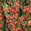 Picture of Cotoneaster × suecicus Coral Beauty