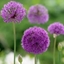 Picture of Allium hollandicum (aflatunense)