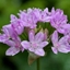 Picture of Allium unifolium