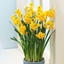 Picture of Narcissus Grand Soleil d'Or